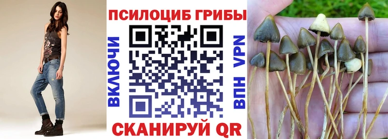 закладка  Комсомольск-на-Амуре  Галлюциногенные грибы Psilocybine cubensis 